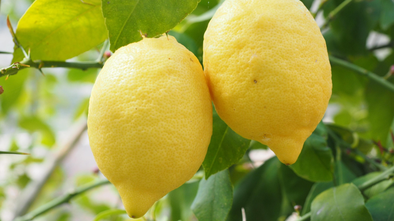 Bahçede 5, markette 100 lira: Adana'da limon üreticisi fahiş fiyat makasına tepkili