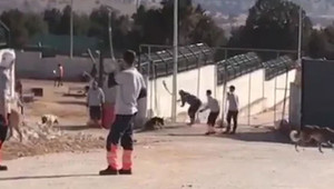 Konya'da köpeklere kürekle vurarak öldüren sanıklar hakim karşısında