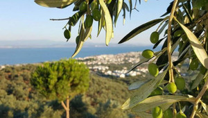 Akbelen Ormanı'nı katleden Limak, şimdi de Bodrum'da doğal sit alanına otel dikecek