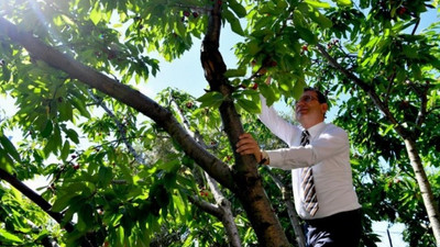 Ekrem İmamoğlu gazeteciler için kiraz topladı