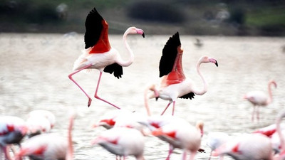 Flamingolardan görsel şölen