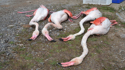 Aksaray'da flamingoları tüfekle vurarak öldürdüler