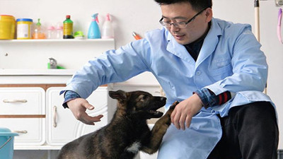 Çin'de klonlanan ilk polis köpeği "Kunxun" eğitimlere başladı
