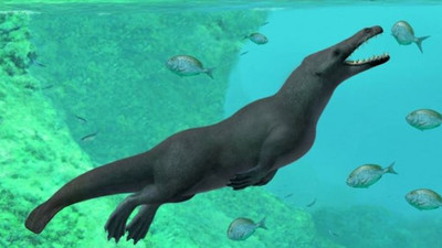 Peru'da '4 Bacaklı' Balina Fosilleri Bulundu