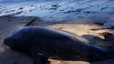 Sinop’ta 3 cansız yunus kıyıya vurdu