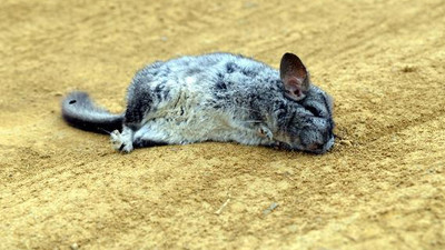 Ankara'da yol kenarında nesli tükenmekle karşı karşıya olan 25 ölü çinçilla bulundu