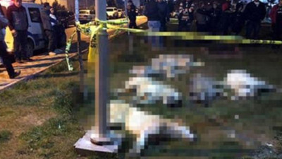 Ankara'daki köpek katliamında istenen cezalar belli oldu