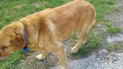 Tokat'ta köpeğin gözlerini oydular