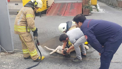Kimyasal maddeden etkilenen köpek için seferberlik