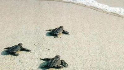 MHP'li başkan talimat verdi, caretta caretta yuvaları kumla dolduruldu