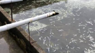 150 bin alabalık telef oldu