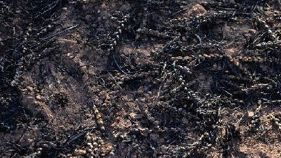 500 dekar arazi küle döndü