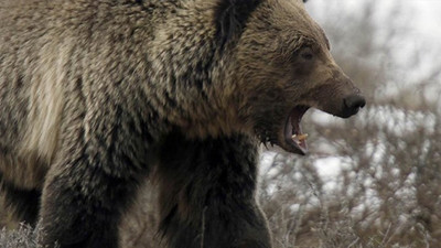 'Ayı saldırılarında insanlar hatalı'