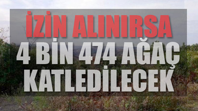 Beykoz'da ağaç kesme izni istendi: Her şey 553 villa için...