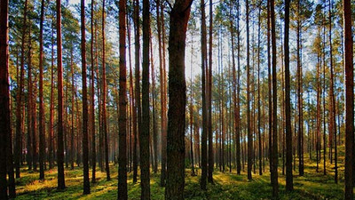 Dünya rekoru: 1 günde 350 milyon ağaç dikildi