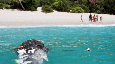 Fethiye’de karaya vurdu görenler şaştı kaldı