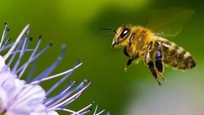 İngiltere'de alarm: 'Türk arı'yı yakalayın ve öldürün!
