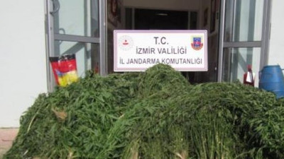 İzmir'de 2 bin 200 kök Hint keneviri ele geçirildi
