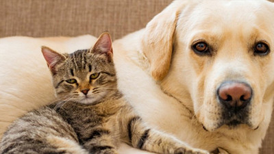 Kedi ve köpekler ile vakit geçirmek stres düzeyini düşürüyor