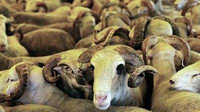 Kurbanlık fiyatları belli oldu