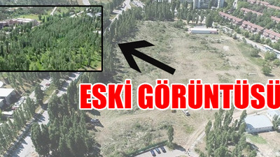 ODTÜ'deki ağaç katliamı böyle görüntülendi