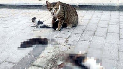 Otomobil 3 yavru kediyi katletti, anne kedi yanlarından ayrılmadı