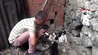 Rize'de köpeği dereye atan işçi ceza olarak hayvanlara bakıyor