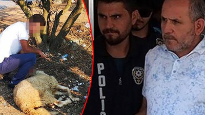 Trafik magandalarının akrabalarına Hayvan Hakları İzleme Komitesi'nden şikayet!