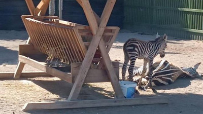 Zebralar öldü, daire başkanı görevden alındı