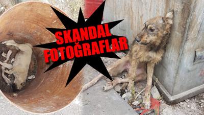 AKP’li belediyenin hayvan barınağında vahşet!