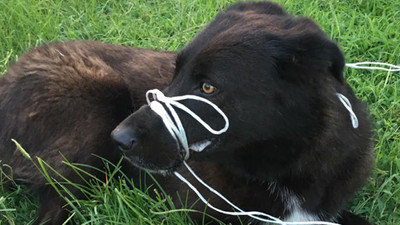 Antalya'da dehşet: Köpeğin ayağını ve ağzını bağlayıp, ölüme terk ettiler