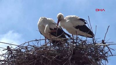 Balıkesir'de leylekler ölmesin diye elektrikler kesildi