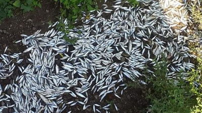 Bartın Irmağı'ndaki balık ölümlerine ilişkin inceleme başlatıldı