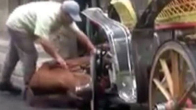 Büyakada'da bir at daha yere yığıldı