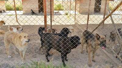 Diyarbakır'da bakımevinde hayvan ölümleri iddiası