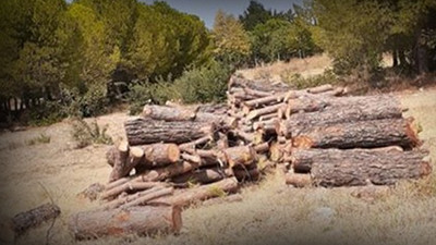 Ege Üniversitesi’nde 'millet bahçesi' için ağaç katliamı yapılıyor