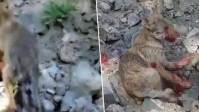 Erzurum'da kurt yavrusuna yaptığı işkence...