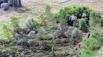 Kırklareli'de hortum ağaçları kökünden söktü, tarlalara zarar verdi