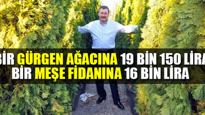 Melih Gökçek'in 'ağaç faturası' dudak uçuklattı!