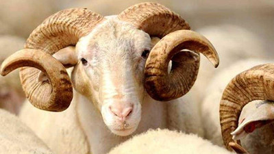 O il karantinaya alınmıştı! İl Tarım ve Orman Müdürlüğü’nden açıklama