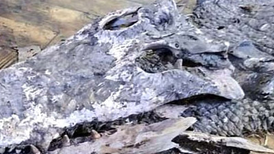 Okulun zemininden çıktı: Görenler dehşete düştü