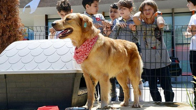 Trabzon’da örnek proje: Her okula bir sokak köpeği