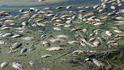 Atatürk Barajı'nda binlerce ölü balık kıyıya vurdu