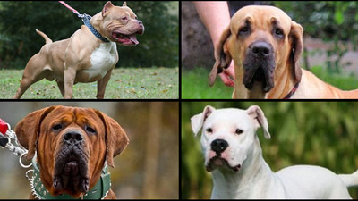 Dikkat: Bu köpekleri besleyenlere 7 bin 802 TL para cezası geliyor!