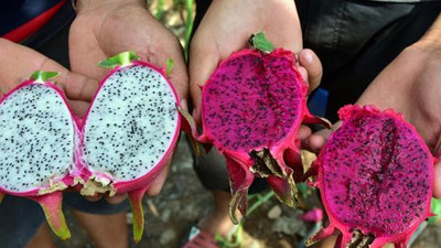 Domatesi bırakıp, ejder meyvesi yetiştirmeye başladı
