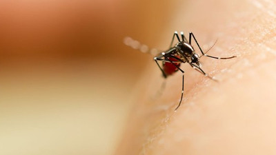 İstanbul'da sinek şikayetleri arttı