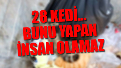 Sokak kedilerine, zehirli yiyecek verip katletmişler!