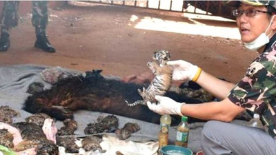 Tayland'da Kaplan Tapınağı'ndan kurtarılan 86 kaplan öldü