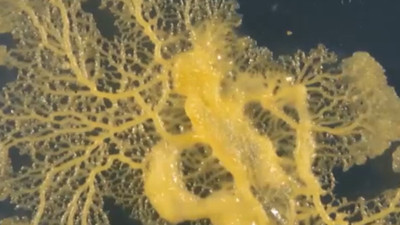 Beyni yok ama çözüm üretebiliyor ve 720 tane cinsel organı var