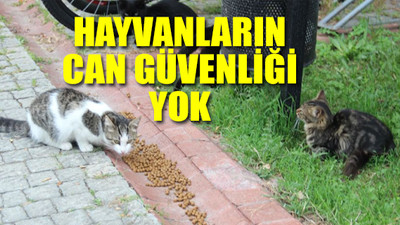 'Kedileri, mamalarına kimyasal madde dökerek zehirlemeye çalıştı'